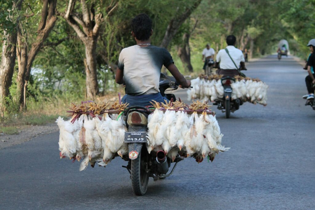 Avian Influenza